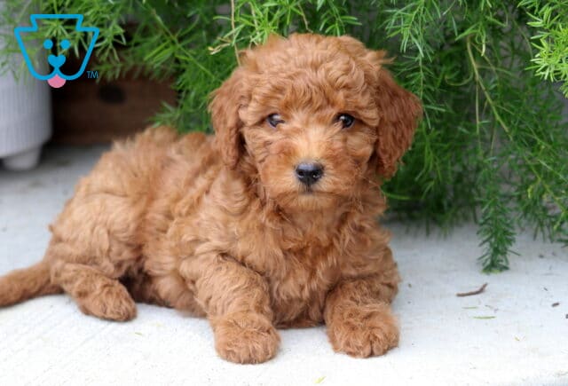 Peace Mini Goldendoodle image