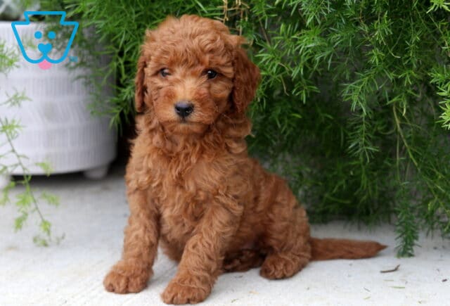 Peace Mini Goldendoodle2 image