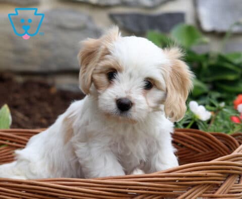 Peach Cavachon