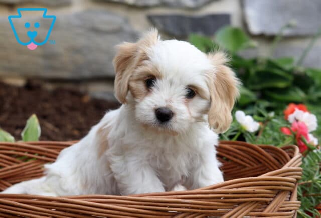 Peach Cavachon image