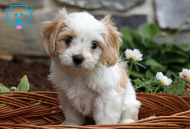 Peach Cavachon2 image