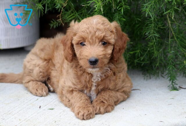 Peanut Mini Goldendoodle image