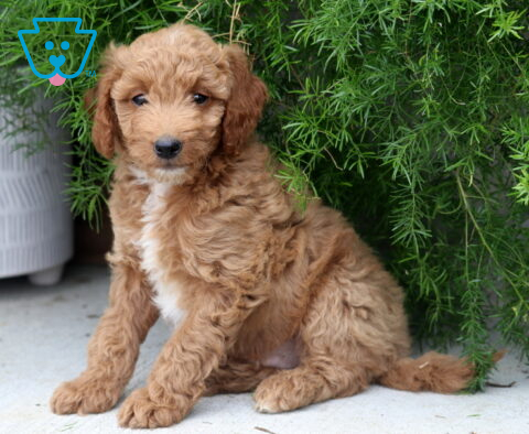 Peanut Mini Goldendoodle2