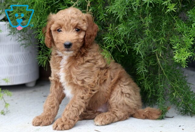 Peanut Mini Goldendoodle2 image