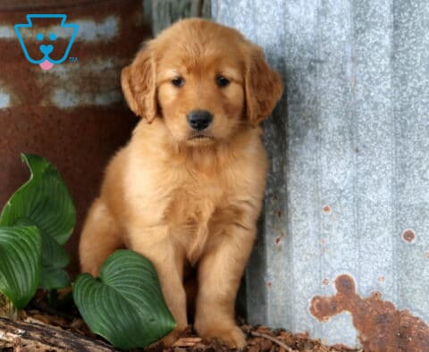 Golden Retriever puppy sitting beside rustic corrugated metal and leafy hosta plants, displaying a rich golden coat, floppy ears, and a gentle, soulful expression.