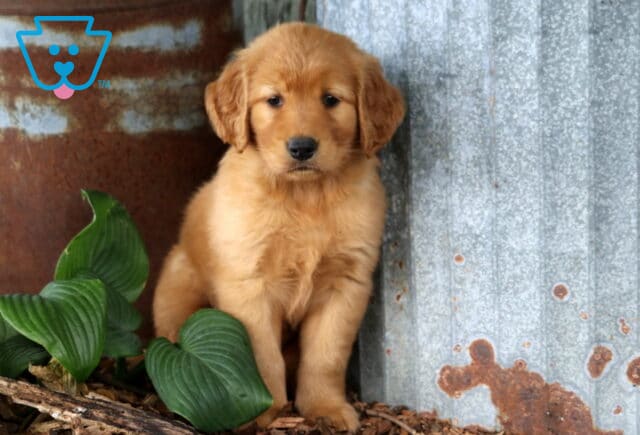 Golden Retriever puppy sitting beside rustic corrugated metal and leafy hosta plants, displaying a rich golden coat, floppy ears, and a gentle, soulful expression. image