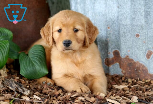 Golden Retriever puppy relaxing beside rustic metal siding and vibrant green hosta leaves, featuring a fluffy golden coat, soft eyes, and a sweet, laid-back expression. image