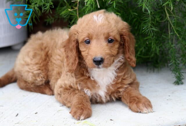 Percey Mini Goldendoodle image