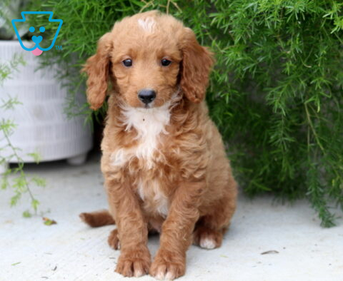 Percey Mini Goldendoodle2