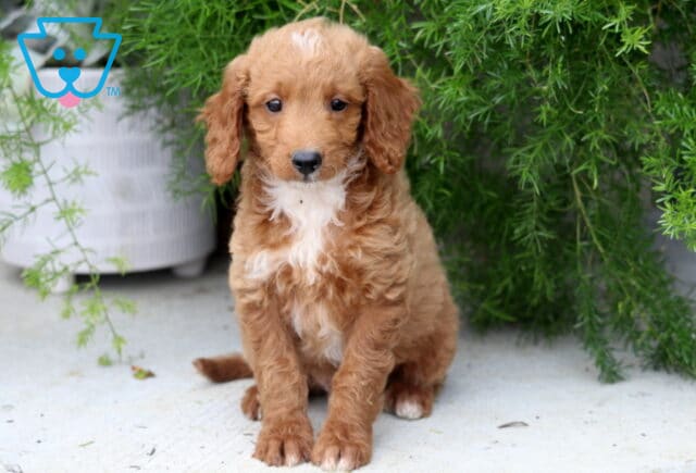 Percey Mini Goldendoodle2 image
