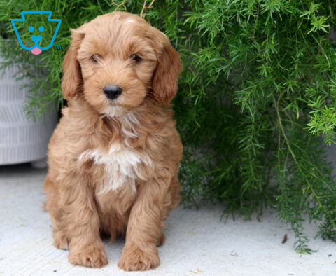 Petey Mini Goldendoodle