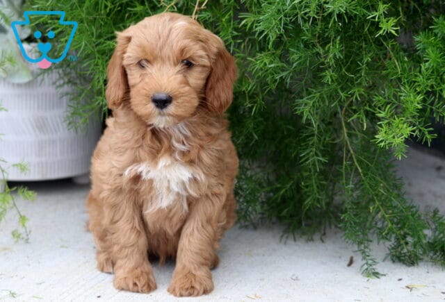 Petey Mini Goldendoodle image