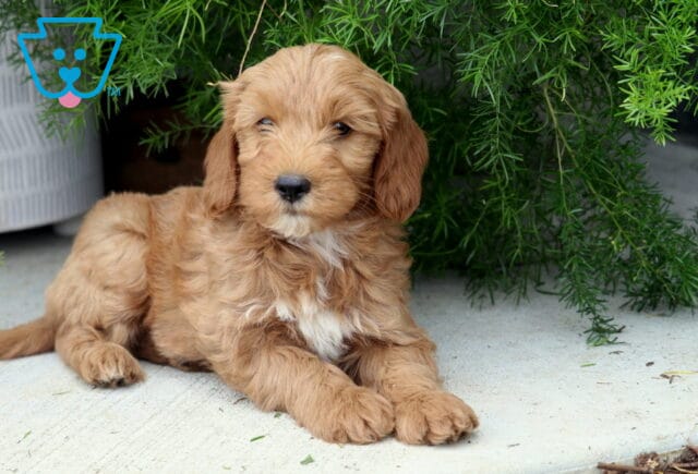 Petey Mini Goldendoodle2 image