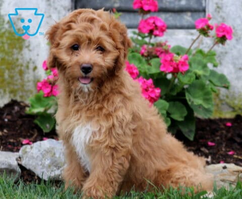 Happy Cavapoo puppy with a soft apricot curly coat and bright white chest sitting in the grass, showing a tiny tongue and cheerful expression with vibrant pink flowers blooming behind.