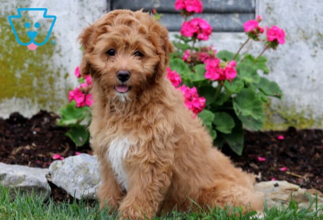 Happy Cavapoo puppy with a soft apricot curly coat and bright white chest sitting in the grass, showing a tiny tongue and cheerful expression with vibrant pink flowers blooming behind. image