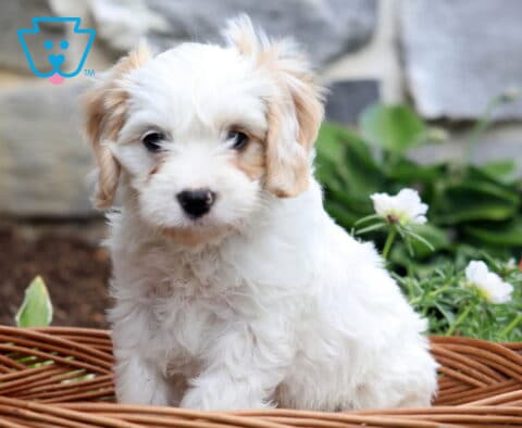 Pluto Cavachon