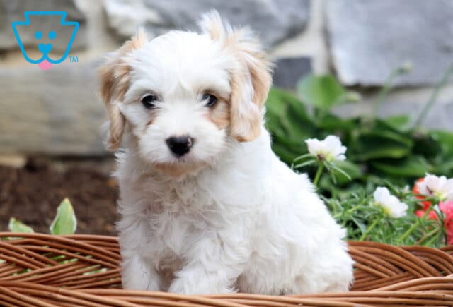 Pluto Cavachon image