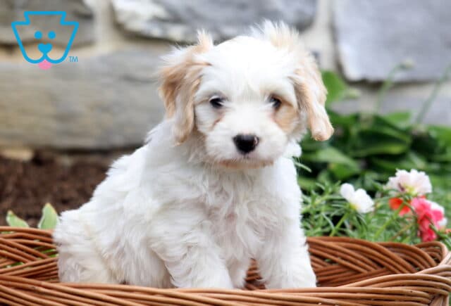 Pluto Cavachon2 image