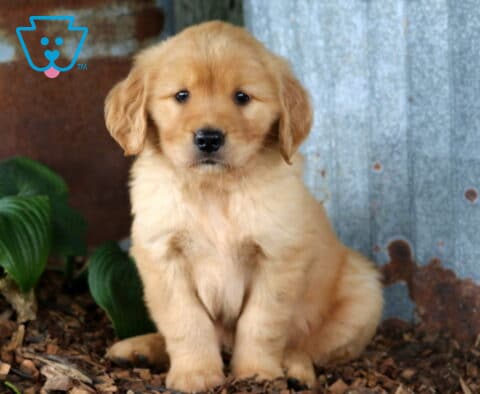 Golden Retriever puppy sitting on wood mulch beside rustic corrugated metal and lush green hosta leaves, showcasing a fluffy golden coat and a sweet, attentive face.