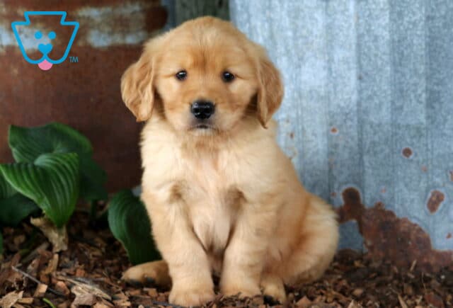 Golden Retriever puppy sitting on wood mulch beside rustic corrugated metal and lush green hosta leaves, showcasing a fluffy golden coat and a sweet, attentive face. image