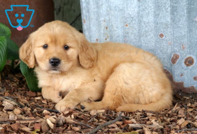 Golden Retriever puppy curled up on wood mulch beside rustic metal siding and broad green hosta leaves, featuring a soft golden coat and a calm, lovable expression. image