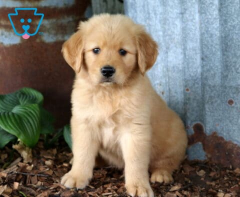 Golden Retriever puppy sitting on wood mulch beside rustic galvanized metal and lush hosta plants, featuring a fluffy golden coat and a bright, gentle gaze.