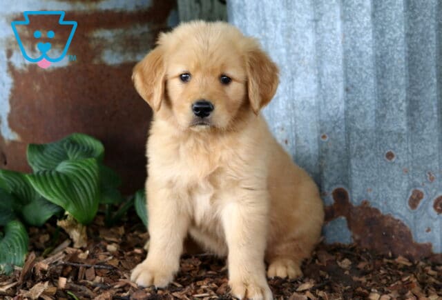 Golden Retriever puppy sitting on wood mulch beside rustic galvanized metal and lush hosta plants, featuring a fluffy golden coat and a bright, gentle gaze. image