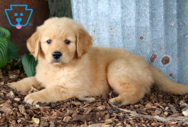 Golden Retriever puppy resting on wood mulch near weathered metal siding and vibrant hosta plants, showing a fluffy cream-golden coat and a calm, curious expression. image