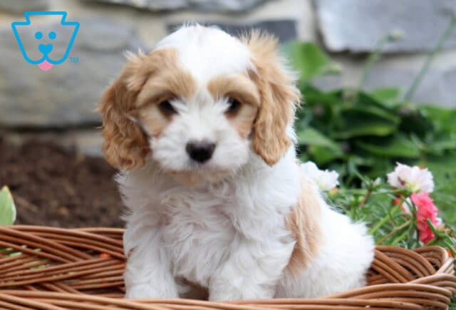 Prince Cavachon image