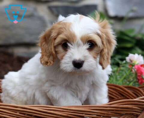 Prince Cavachon2