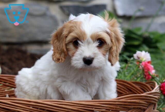 Prince Cavachon2 image