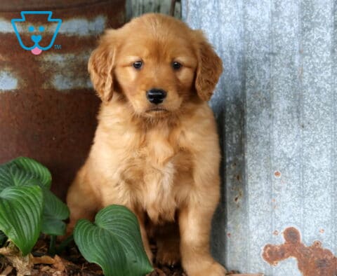 Golden Retriever puppy sitting beside rustic metal siding and green hosta plants with a soft golden coat and sweet expression.