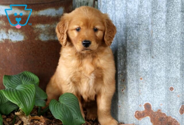 Golden Retriever puppy sitting beside rustic metal siding and green hosta plants with a soft golden coat and sweet expression. image