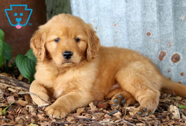 Golden Retriever puppy relaxing on wood chips beside rustic metal siding, showing a fluffy golden coat, gentle eyes, and oversized paws. image