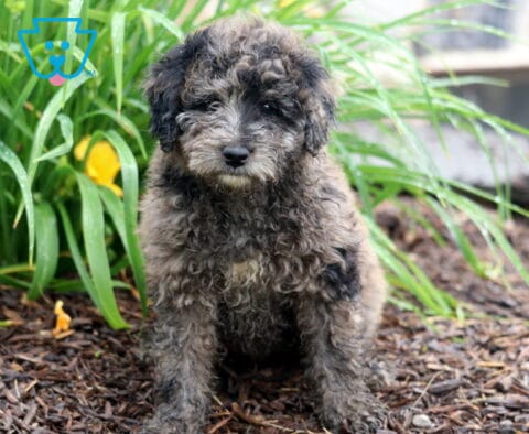 Prince Mini Aussiedoodle