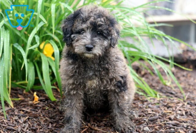 Prince Mini Aussiedoodle image