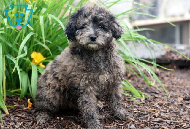 Prince Mini Aussiedoodle2 image