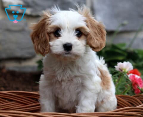 Princess Cavachon