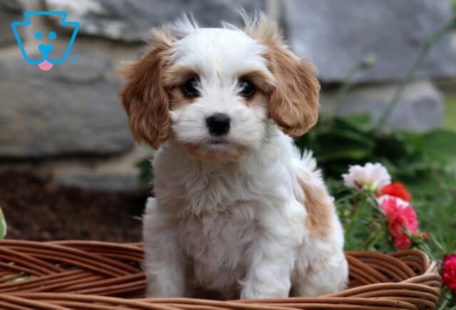 Princess Cavachon image