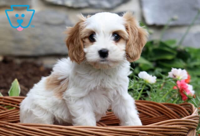 Princess Cavachon2 image