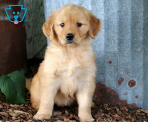 Golden Retriever puppy sitting on wood mulch beside rustic corrugated metal and leafy green hostas, showing a fluffy honey-golden coat and a calm, endearing expression.