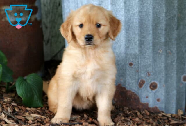 Golden Retriever puppy sitting on wood mulch beside rustic corrugated metal and leafy green hostas, showing a fluffy honey-golden coat and a calm, endearing expression. image