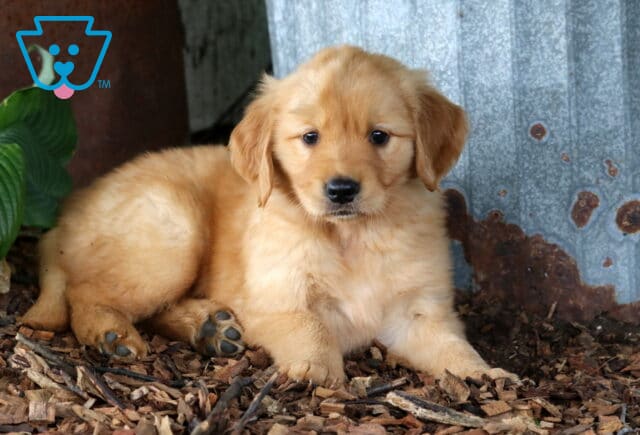 Golden Retriever puppy relaxing on a bed of wood chips beside rustic metal siding, with a soft golden coat, tiny paws stretched forward, and a sweet, gentle expression. image