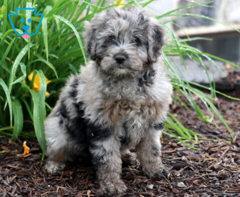 Princess Mini Aussiedoodle