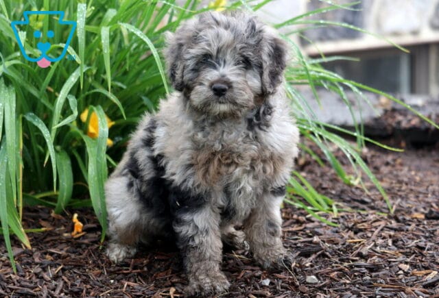 Princess Mini Aussiedoodle image