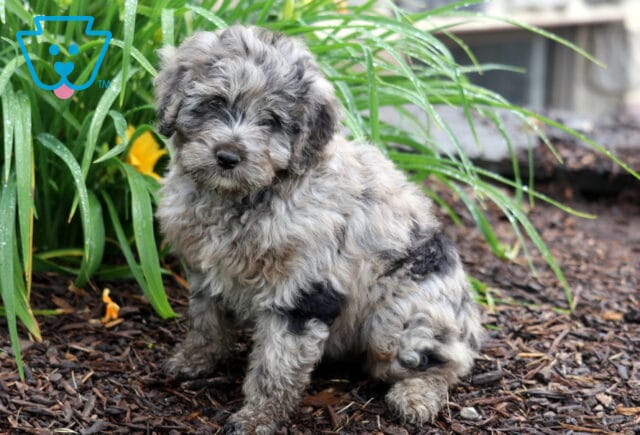 Princess Mini Aussiedoodle2 image