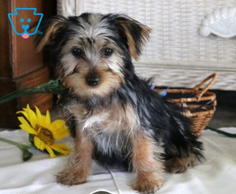 Princess Yorkie