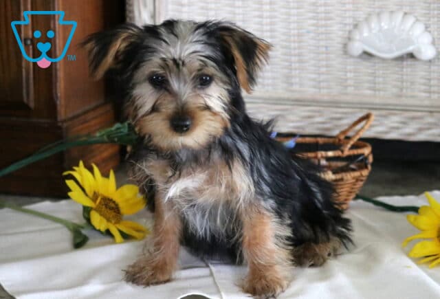 Princess Yorkie image