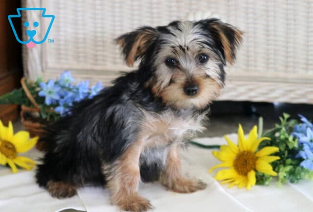 Princess Yorkie2 image