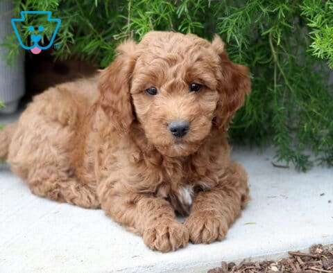 Pudge Mini Goldendoodle